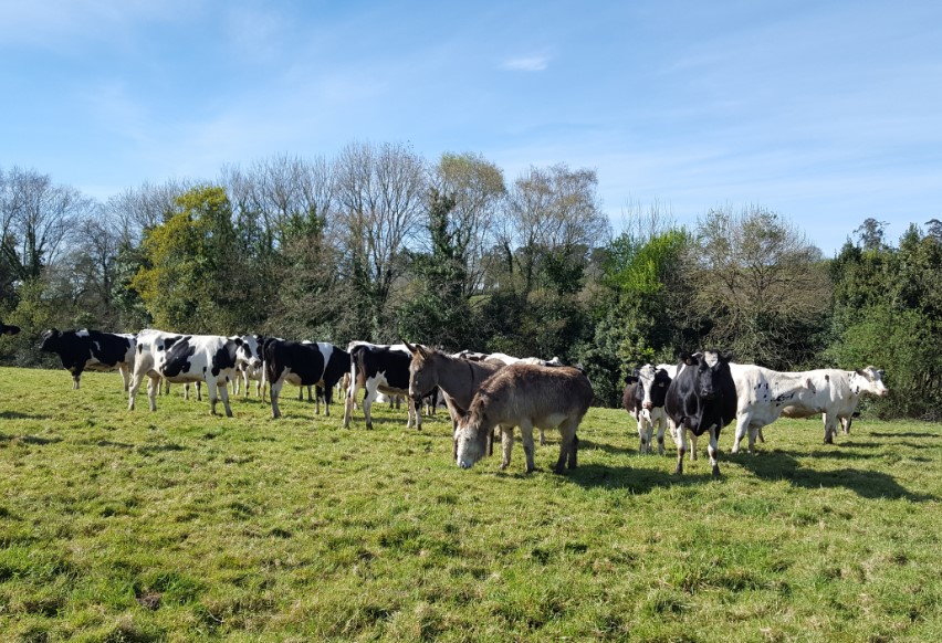 Vacas muUuuy felices 